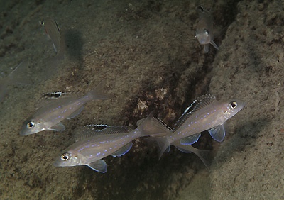 Xenotilapia spilopterus 'Moliro'